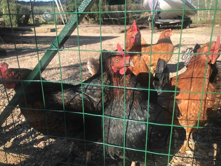 Agriturismo Il Sorbino - Appartamento Da Cocca Pian d'Alma Ngoại thất bức ảnh