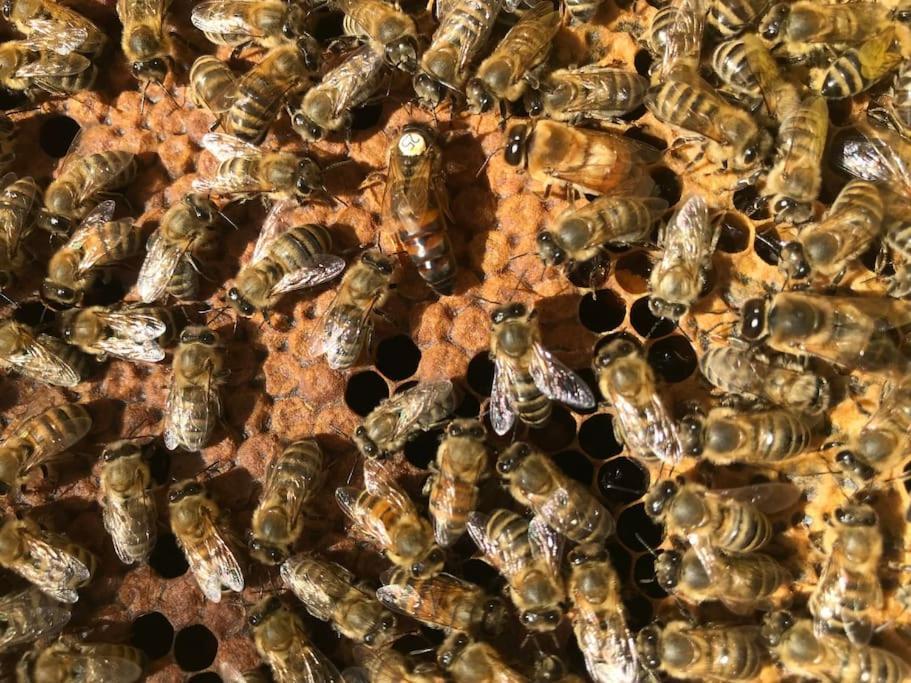 Agriturismo Il Sorbino - Appartamento Da Cocca Pian d'Alma Ngoại thất bức ảnh
