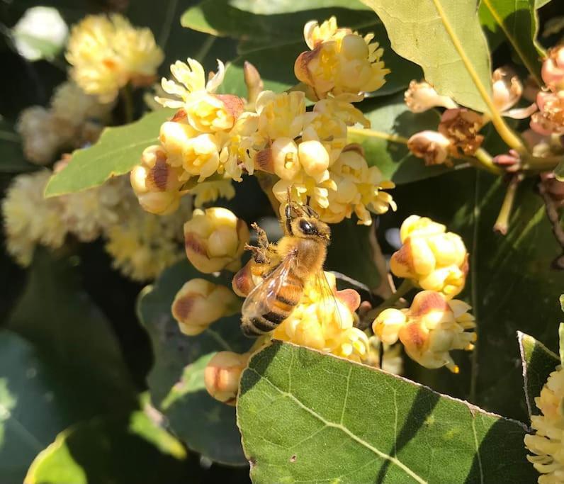 Agriturismo Il Sorbino - Appartamento Da Cocca Pian d'Alma Ngoại thất bức ảnh