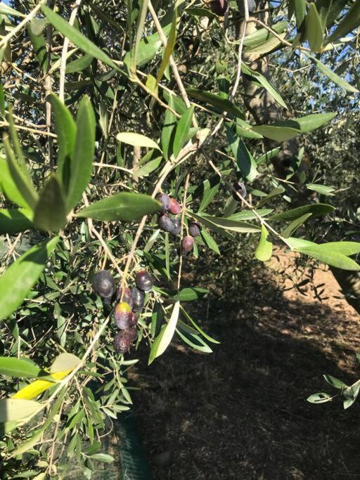 Agriturismo Il Sorbino - Appartamento Da Cocca Pian d'Alma Ngoại thất bức ảnh