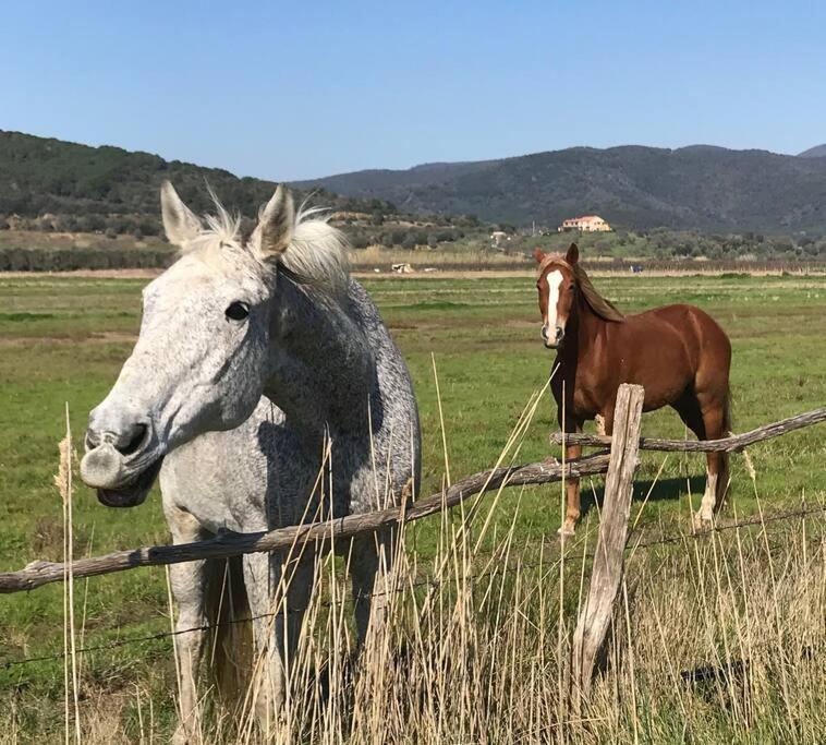 Agriturismo Il Sorbino - Appartamento Da Cocca Pian d'Alma Ngoại thất bức ảnh
